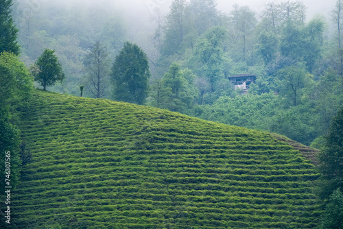 Tea Gardens, Fındıklı, Rize, Turkey