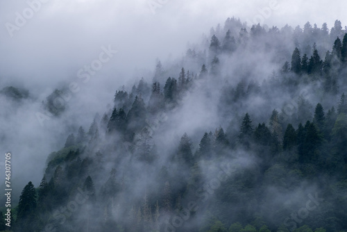 Fototapeta Naklejka Na Ścianę i Meble -  Misty Black Sea Forests Ayder Plateau, Çamlıhemşin, Rize, Turkey