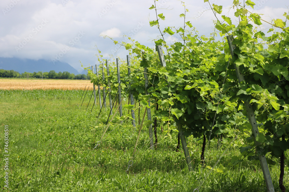 Vine plants gready to be pruined in the vineyard in the northern Italy countryside on a sunny day. Vitis vinifera cultivation 