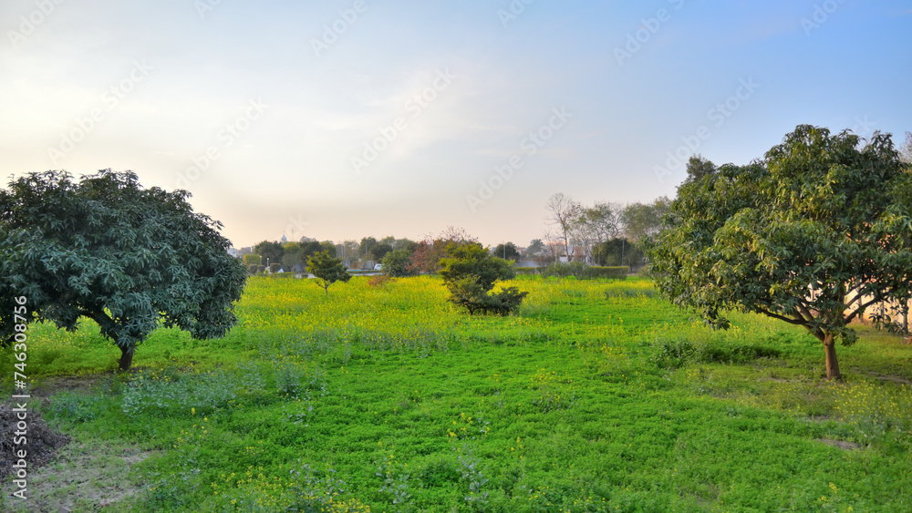 Landscape with trees in evening time.