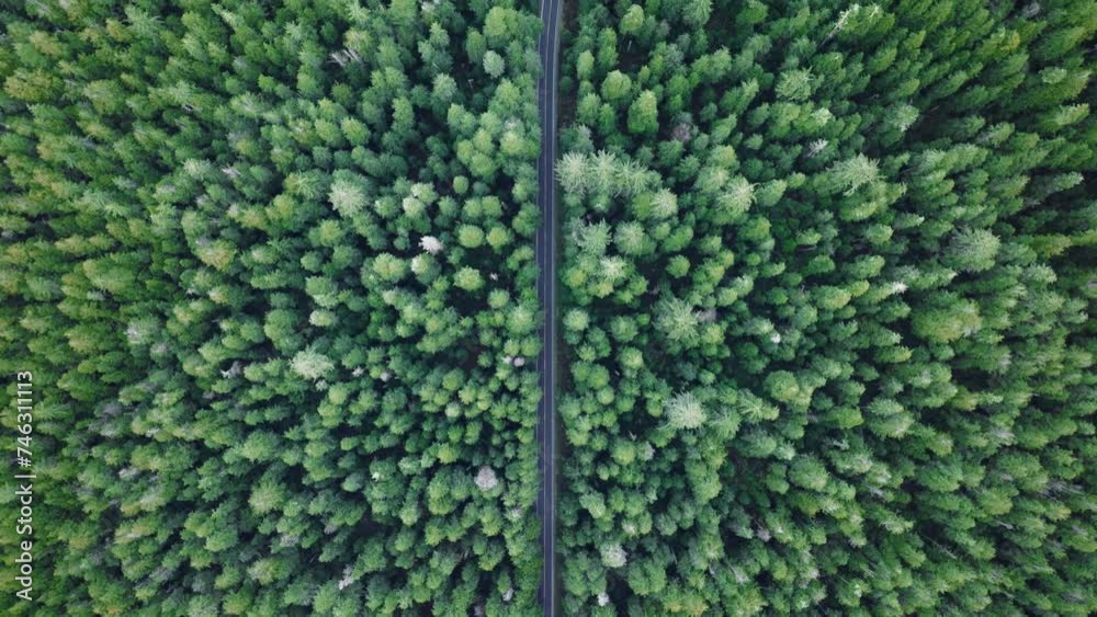Cinematic drone shot flying over road in pine tree forest Washington. Aerial top down 4k view of SUV car driving on country road in evergreen forest. Vehicle on road trip in scenic forest at twilight