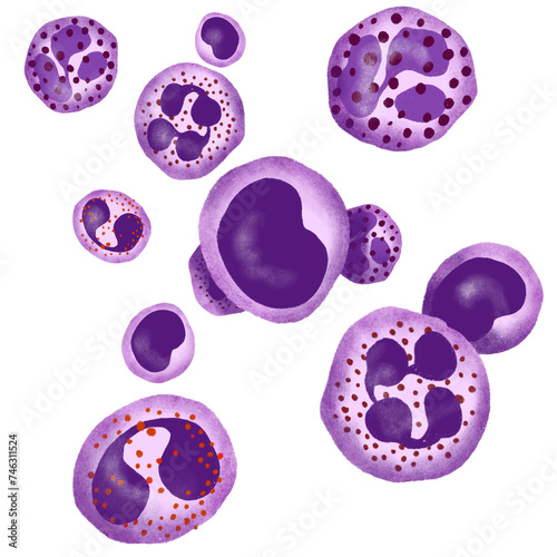 leucocyte white blood cells