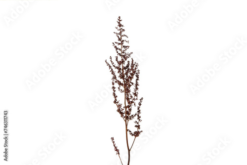 PNG, fresh flower, isolated on white background.
