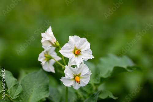 blooming potatoes bush in a potato field close up