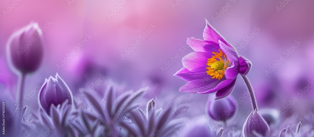 Aesthetic background of enchanting purple flowers in high definition for stunning wallpapers Aesthetic background of enchanting purple flowers in high definition for stunning wallpapers
