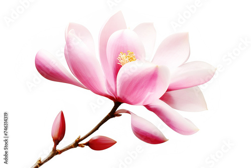 Pink magnolia flower isolated on white background © Philippova