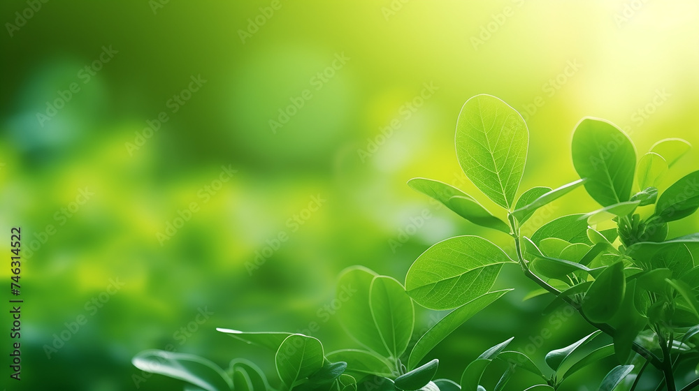 Nature of green leaf in garden at summer background Nature of green leaf in garden at summer background