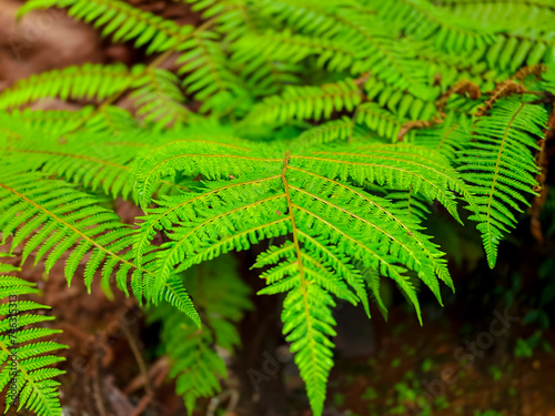 Wild Ferns that grow at the bottom of the hills of the Harau Valley in Limapuluh Kota Regency photo