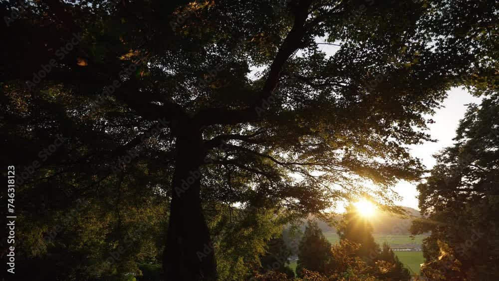 Warm sunlight, wind blowing leaves on tall trees in countryside Warm sunlight, wind blowing leaves on tall trees in countryside