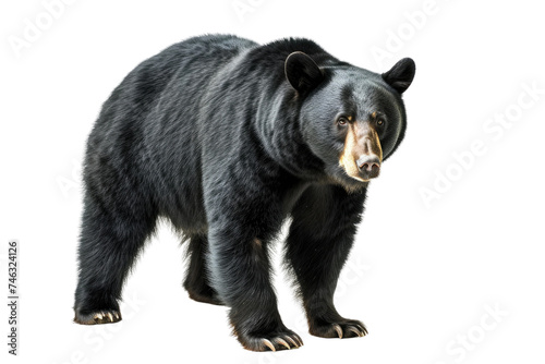 American Black Bear on Transparent Background, PNG