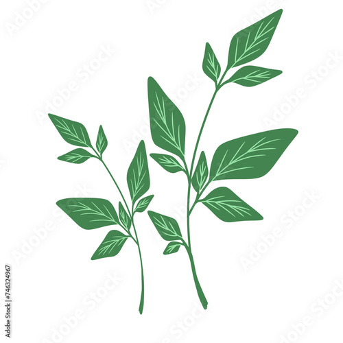 Small plants illustration
