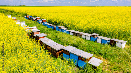 Above view on row of beehives, apiary, bee farm between two fields of oilseed rape in blooming
