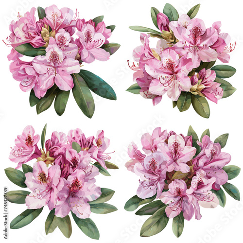 Set of watercolor Rhododendron Flower isolated on white background