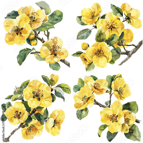 Watercolor Quince flower isolated on white background