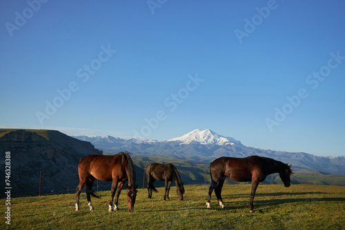 Horses graze freely amidst majestic mountains and lush green meadows. Against the backdrop of vibrant summer sky, herd roams, embodying beauty of rural life © angel_nt