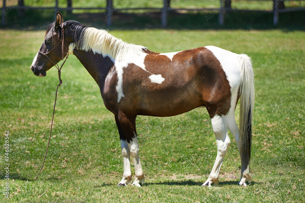 Horse, farm and mare on grass with healthy development of animal for agriculture or equestrian in Texas. Mustang, pony and thoroughbred pet in summer, lawn field at ranch and walk on land in nature Horse, farm and mare on grass with healthy development of animal for agriculture or equestrian in Texas. Mustang, pony and thoroughbred pet in summer, lawn field at ranch and walk on land in nature