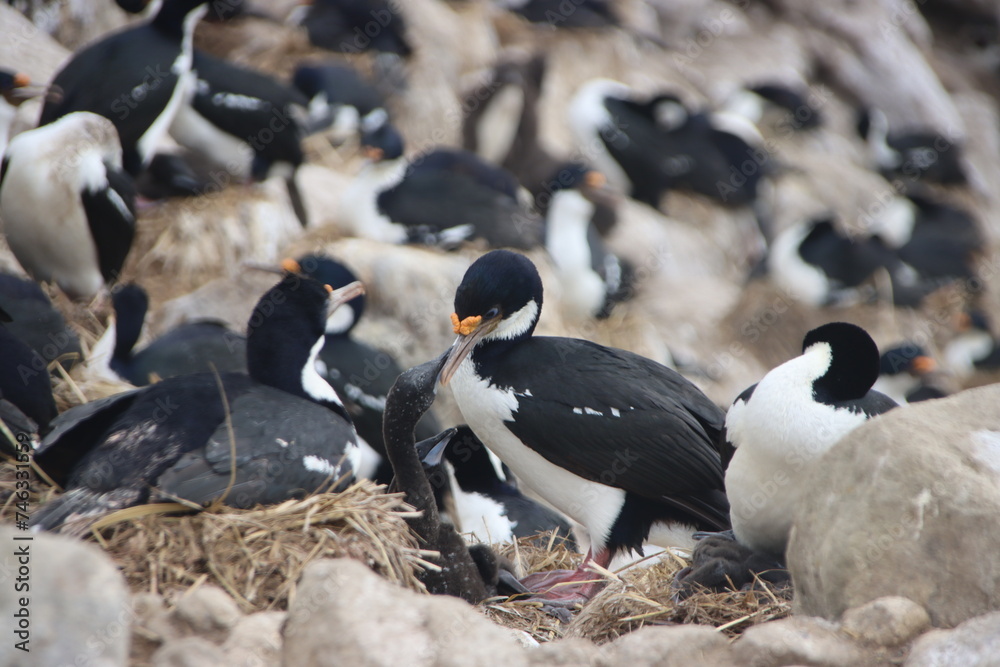 Naklejka premium Imperial Shag (Leucocarbo atriceps), aka Imperial Cormorant, and chicks, New Island, Falkland Islands.