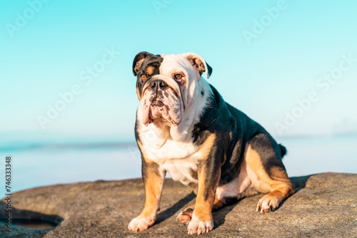 Fototapeta Naklejka Na Ścianę i Meble -  Black tri-color  English British Bulldog Dog out for a walk  in mountains against cloudy looking at  camera on sunny day