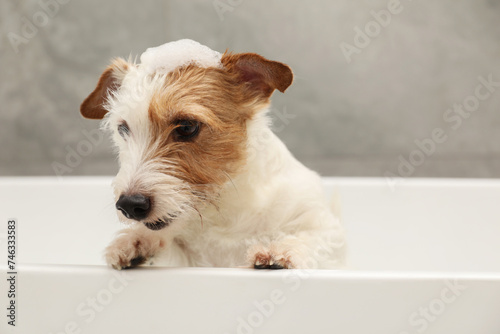 Portrait of cute dog with shampoo foam on head in bath tub indoors