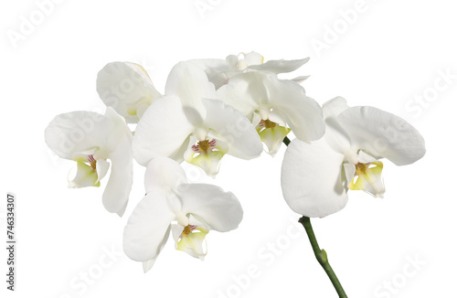 Branch with beautiful orchid flowers isolated on white