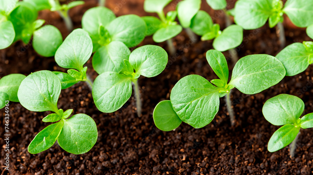 Spring plant seedlings Spring plant seedlings