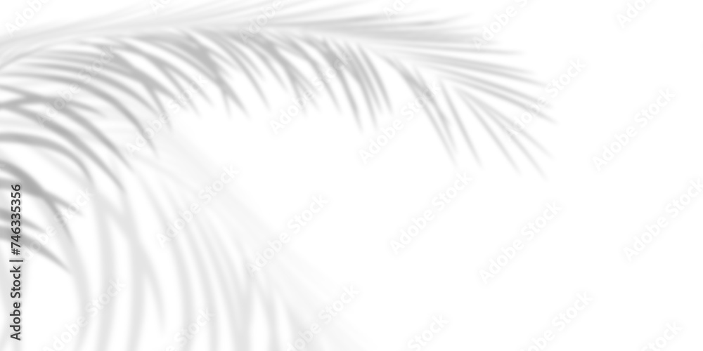 © sutthichai - Abstract background of palm leaves or coconut leaves and gradient. Natural pattern, gray shadow. Copy space or empty. For advertisements, business cards, and transparent backgrounds with png.