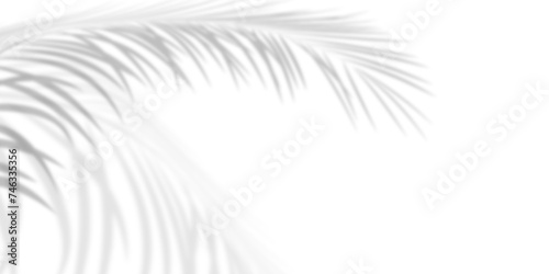 Abstract background of palm leaves or coconut leaves and gradient. Natural pattern, gray shadow. Copy space or empty. For advertisements, business cards, and transparent backgrounds with png.