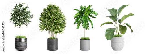 Plants in 3d rendering. Indoor beauty plant isolated on white. photo