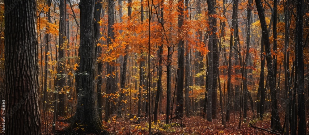 A vibrant and diverse forest, showcasing numerous trees adorned with leaves in various colors.