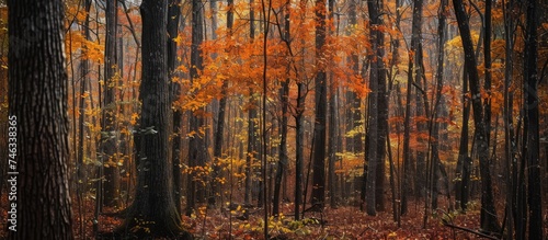 A vibrant and diverse forest, showcasing numerous trees adorned with leaves in various colors.