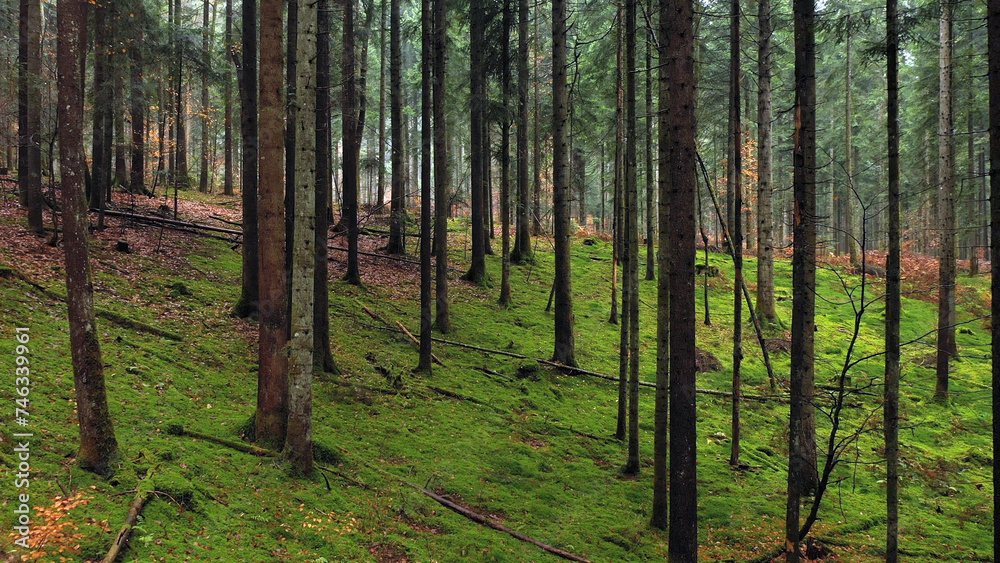 Fototapeta premium Magical green mossy forest landscape.