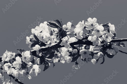 Sunlit blooming branch of fruit tree on sunny day at gray background