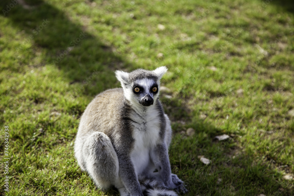 Lemur sitting in nature