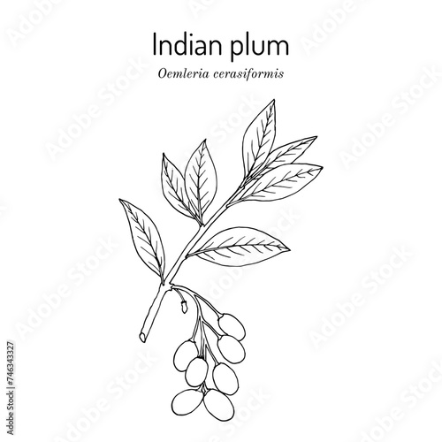 Indian plum, or osoberry (Oemleria cerasiformis), edible and medicinal plant