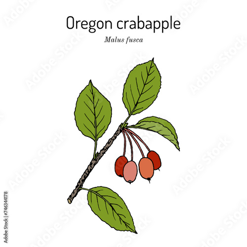 Oregon crabapple (Malus fusca), edible and medicinal plant