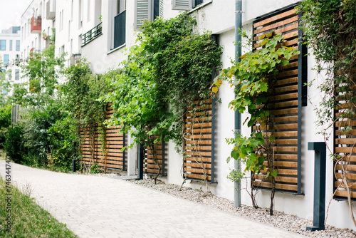 Fototapeta Naklejka Na Ścianę i Meble -  Climbing Plants on Wall of Modern Facade Building. Ivy, Wild Grapes Climbing Plant on Wooden Frame on Wall Building. Landscaping Residential Buildings in Green City. Copy space.