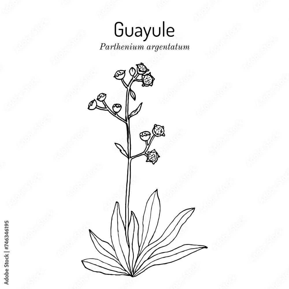 Guayule (Parthenium argentatum), latex plant
