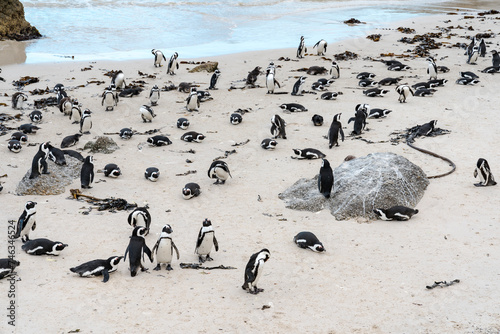 Colony of spectacled , African penguins on Boulders Beach near Cape Town . © Evgeniy