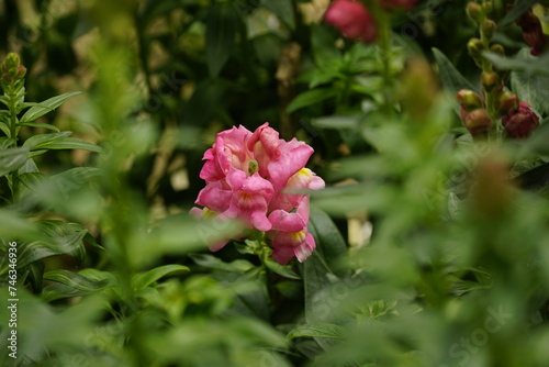 Fototapeta Naklejka Na Ścianę i Meble -  Close-up of Snapdragons flowers in the garden