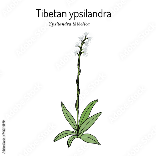 Thibetian ypsilandra (ypsilandra thibetica), medicinal plant