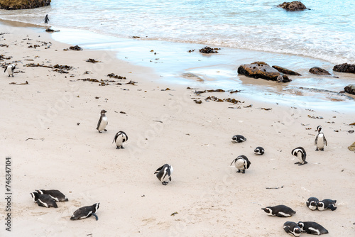 Colony of spectacled , African penguins on Boulders Beach near Cape Town .