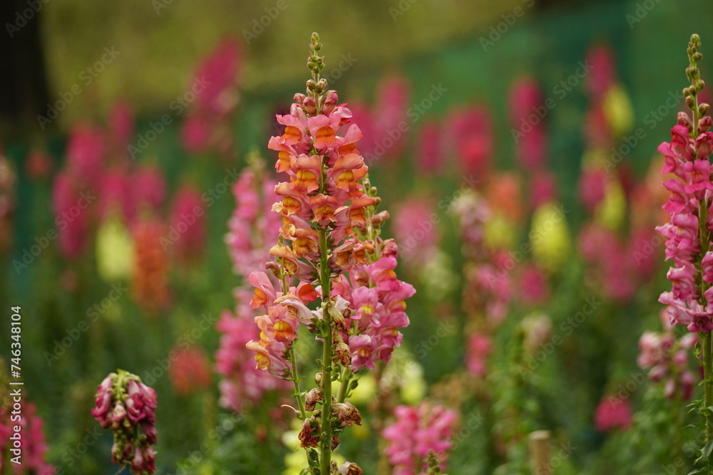 Close-up of Snapdragons flowers in the garden Close-up of Snapdragons flowers in the garden