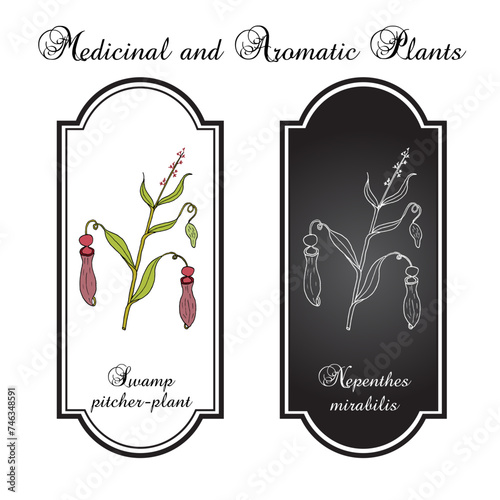 Swamp pitcher-plant (Nepenthes mirabilis), ornamental plant. Hand drawn vector illustration