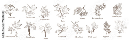 Set of different tree branches