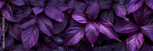 photographic background of lush purple iredescend leaves © john