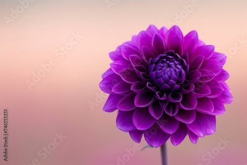 A deep purple dahlia  its rich hues standing out vividly against a plain  softly blurred background in perfect natural light.