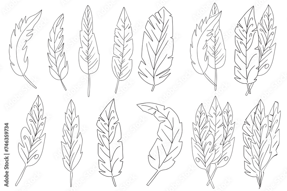 set of variant feathers boho isolated on white background set of variant feathers boho isolated on white background