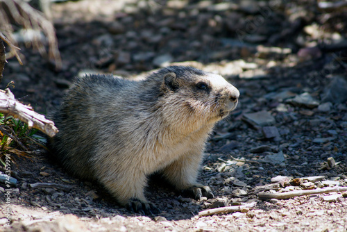 Groundhog, Glacier National Park, Montana, United States