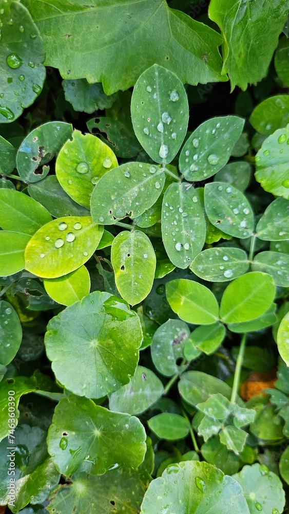 Water drop on green leaf. Rainy season in forest Water drop on green leaf. Rainy season in forest