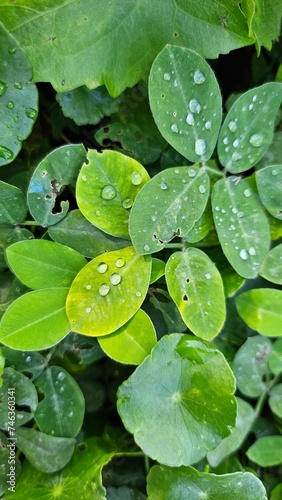 Water drop on green leaf. Rainy season in forest
